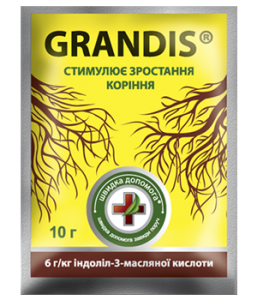 грандіс